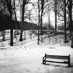 Trees on snow covered field