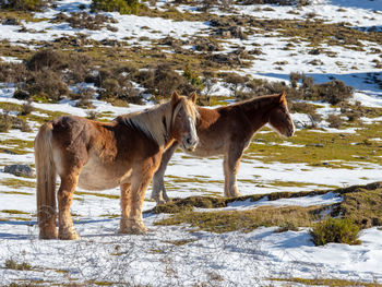 Horses in a field