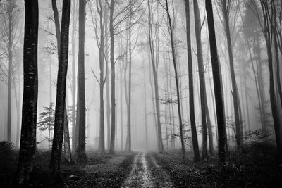 Trail in the forest in misty scenery