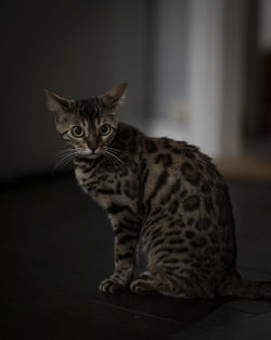 Moody selective focus close up of bengal cat sitting.