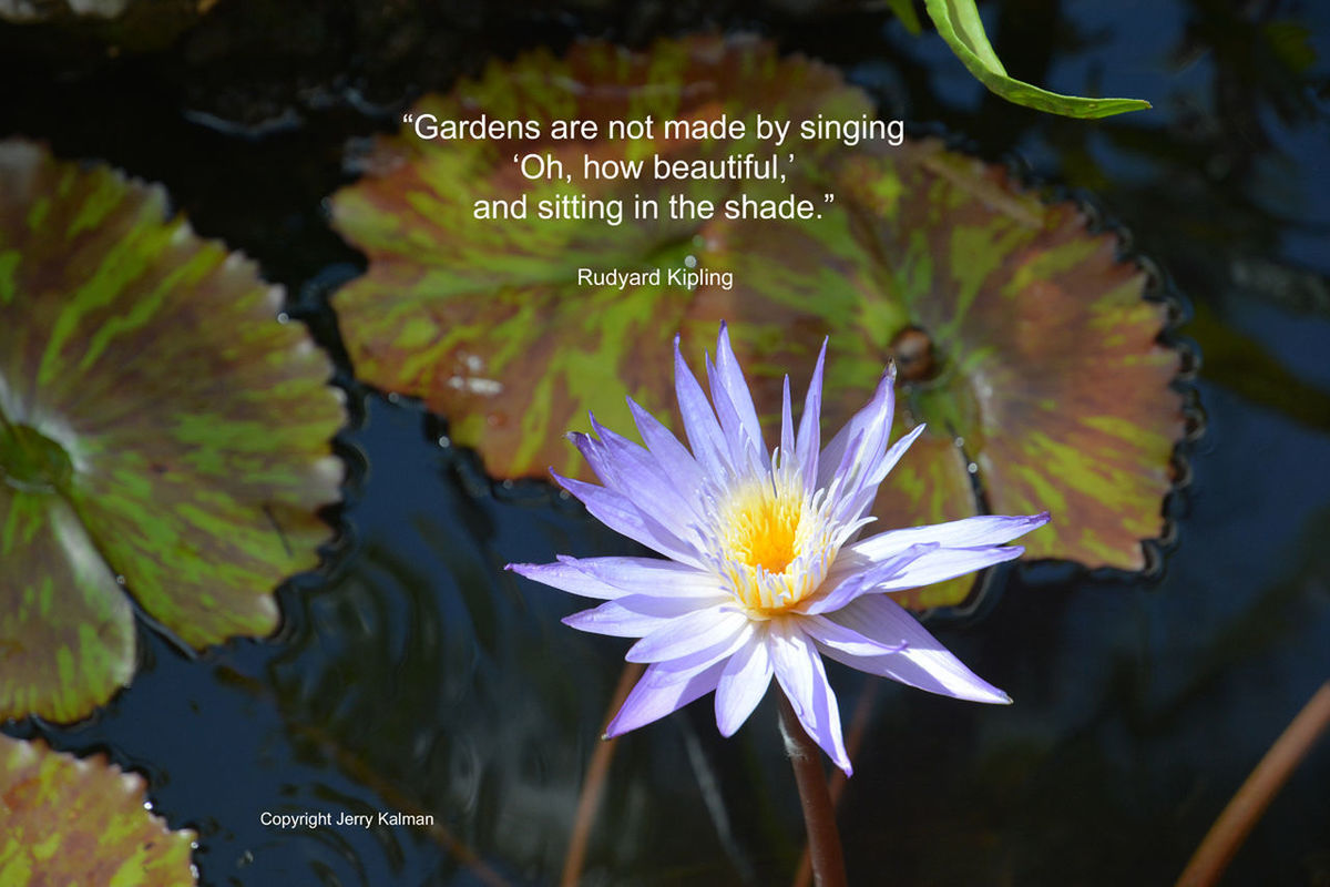 CLOSE-UP OF WATER LILIES BLOOMING OUTDOORS