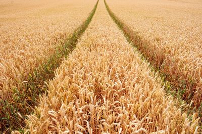 Field of wheat with tracks