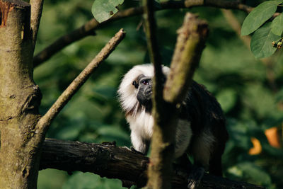 Monkey sitting on tree in forest
