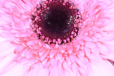 Close-up of pink daisy flower