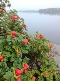 Red flowering plants by lake