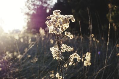 Close-up of frozen plant on field