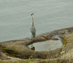 High angle view of gray heron perching on lake