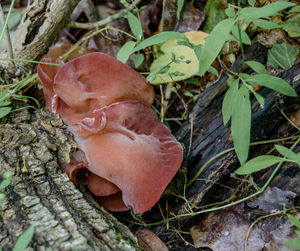 Close-up of leaf