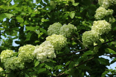 Close-up of white flowers on plant