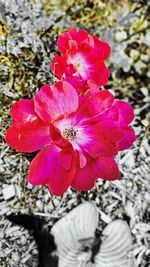 Close-up of pink flower