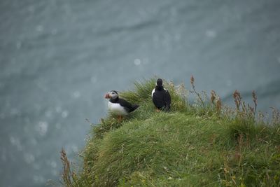 High angle view of bird on field