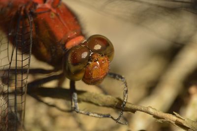 macro photography