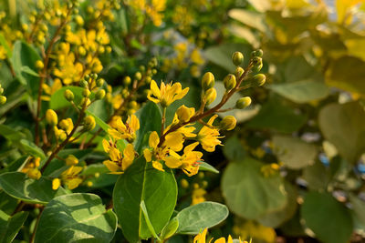 Close-up of yellow flowering plant