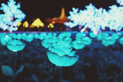 Close-up of illuminated plant at night