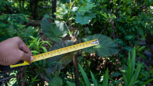 Close-up of hand holding plant