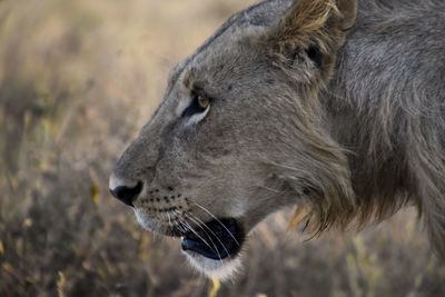 Close-up of horse