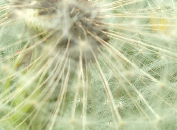 Close-up of dandelion