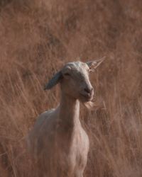 Close-up of goat on field