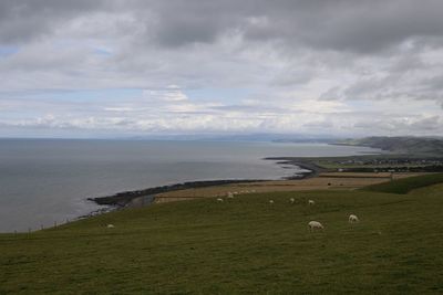 Cows grazing on field by sea against sky