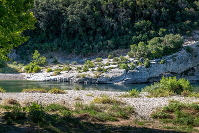 Scenic view of river amidst trees in forest