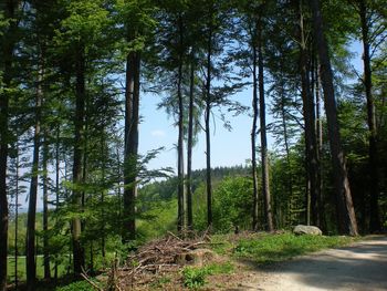 Pine trees in forest against sky