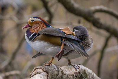 Close-up of bird perching on rock