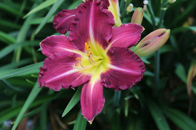 Close-up of pink flowers