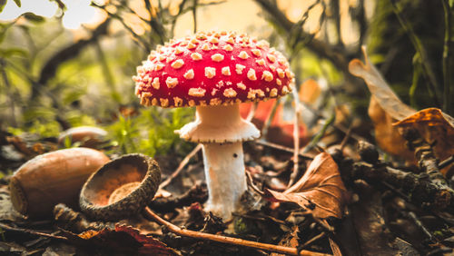 Close-up of mushroom growing on field 