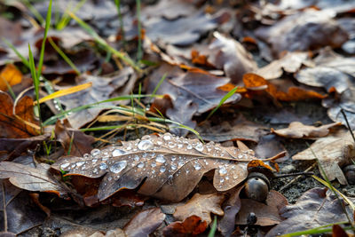 Close-up of fallen leaves on field during autumn