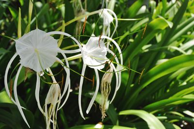 Close-up of flowers