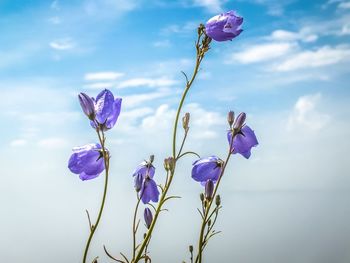 Close-up of purple flowers blooming against sky