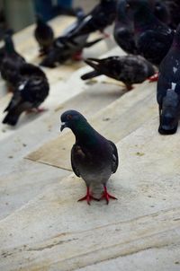 Close-up of bird