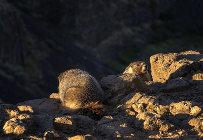 View of lizard on rock