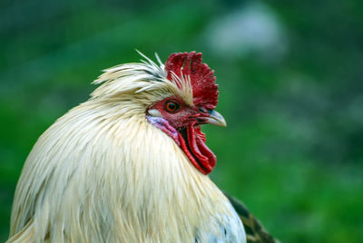 Close-up of rooster