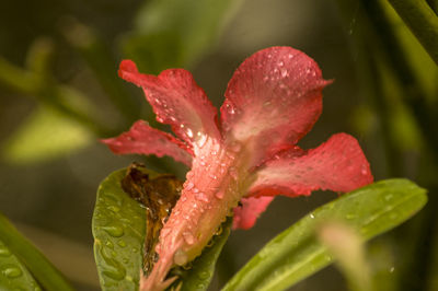 Close-up of wet pink flower