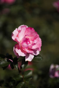 Close-up of pink rose