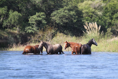 Horses on river against trees