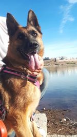 Portrait of a dog on the beach