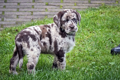 Portrait of dog standing on field