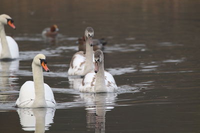 Swans swimming in lake