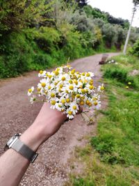 Close-up of hand holding flowering plant