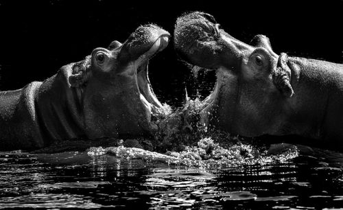 View of turtle swimming in lake