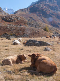 Cows resting on grassy landscape