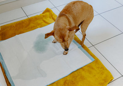High angle view of cat on floor