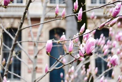 Close-up of pink flowers on branch