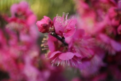 Close-up of pink cherry blossom