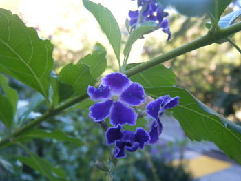 Close-up of purple flowers