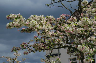 Cherry blossom tree against sky