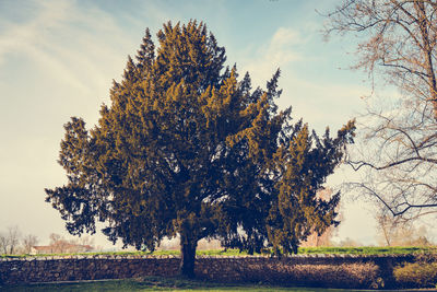 Trees on field against sky