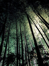 Low angle view of bamboo trees in forest